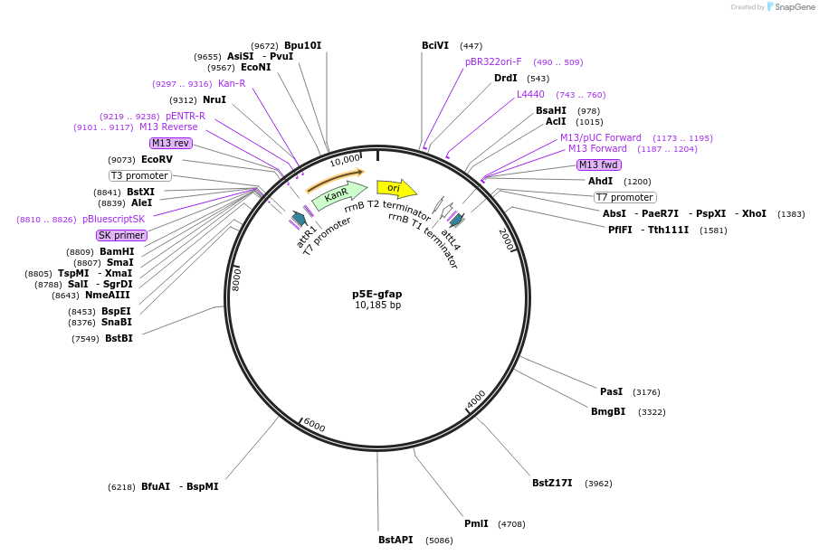 75024-plasmid-map-sequence-id-450679