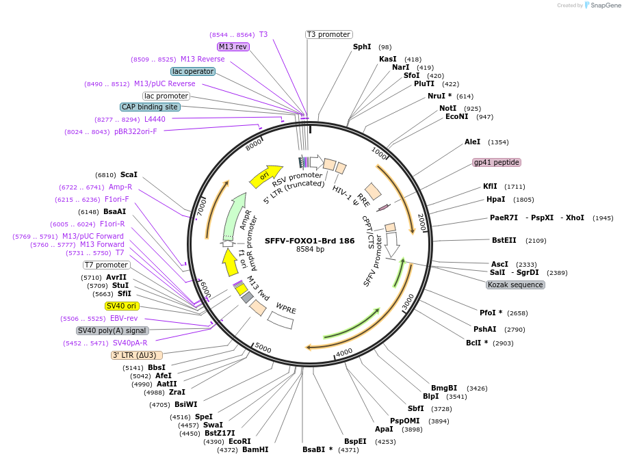 219145-plasmid-map-sequence-id-450686