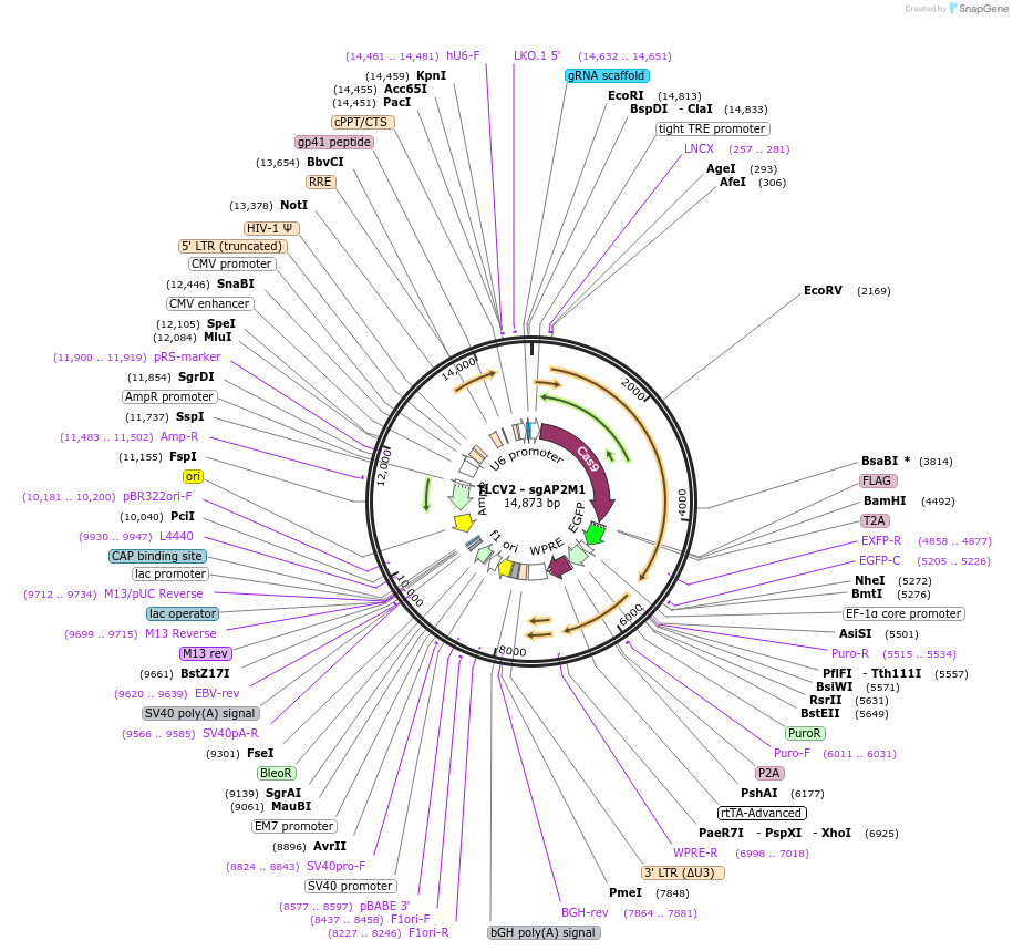 202758-plasmid-map-sequence-id-450694