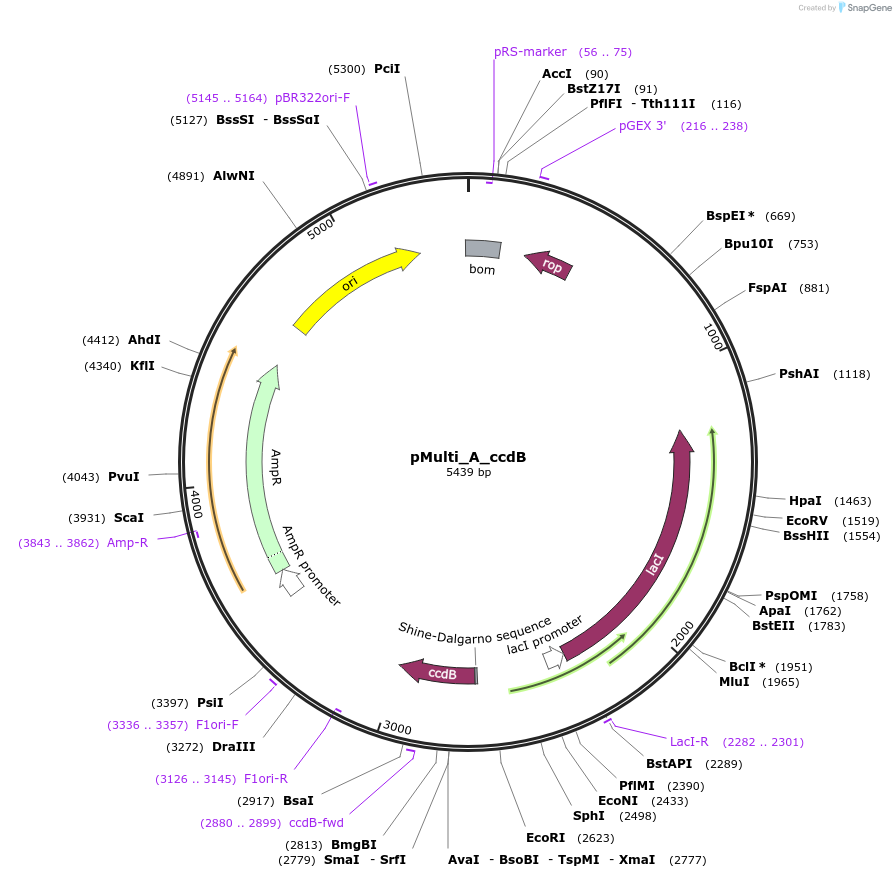 223851-plasmid-map-sequence-id-450699