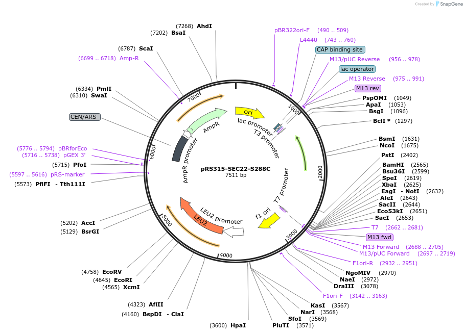226270-plasmid-map-sequence-id-450705