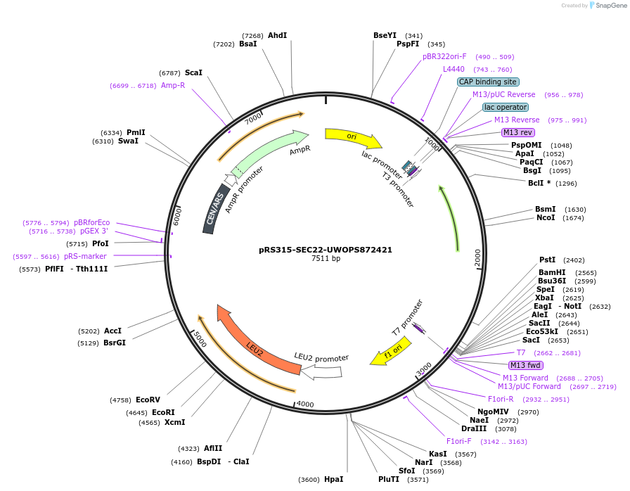 226272-plasmid-map-sequence-id-450709