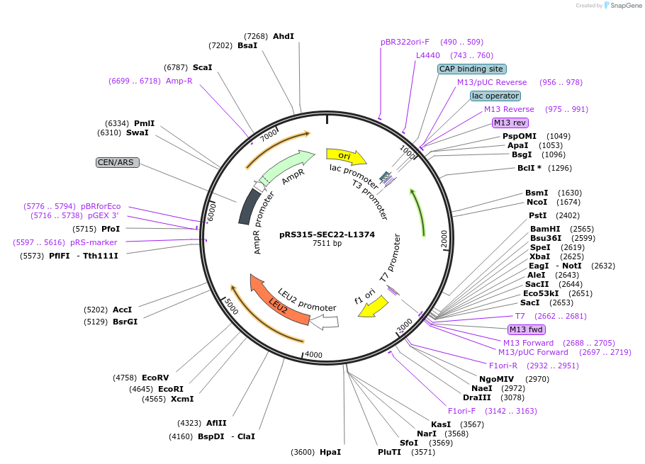 226271-plasmid-map-sequence-id-450710