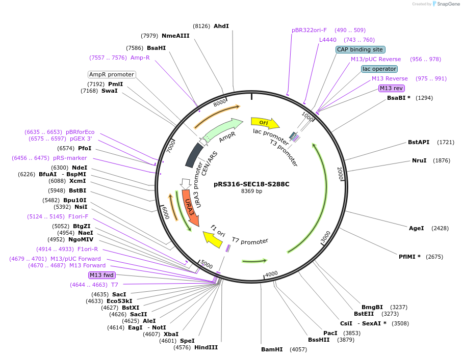 226274-plasmid-map-sequence-id-450711
