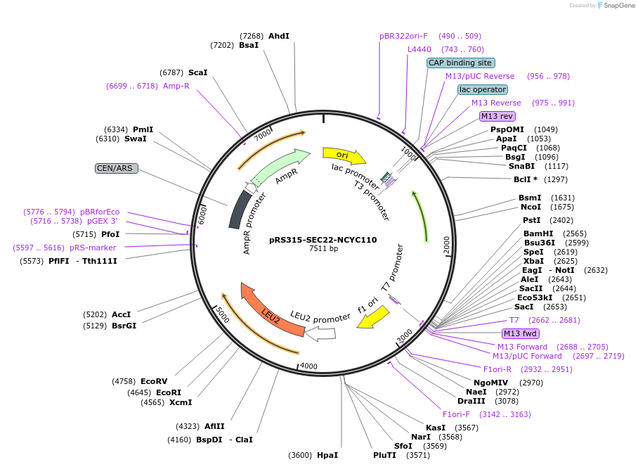 226273-plasmid-map-sequence-id-450713