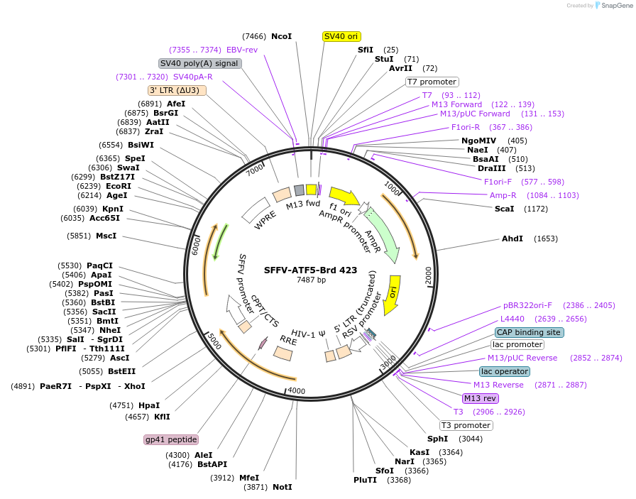219340-plasmid-map-sequence-id-450714