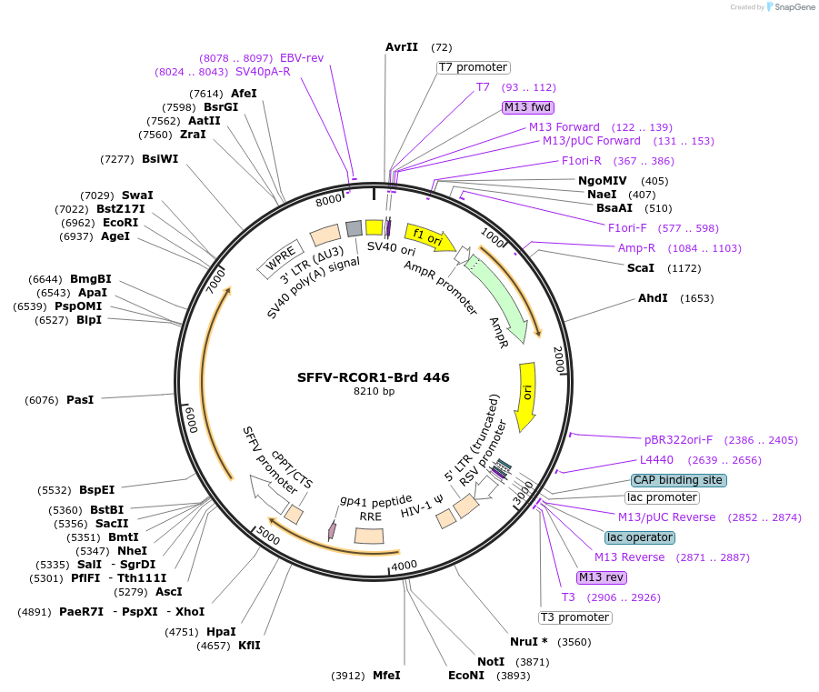 219353-plasmid-map-sequence-id-450715