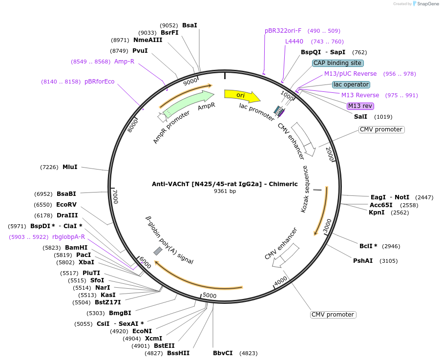 227080-plasmid-map-sequence-id-450722
