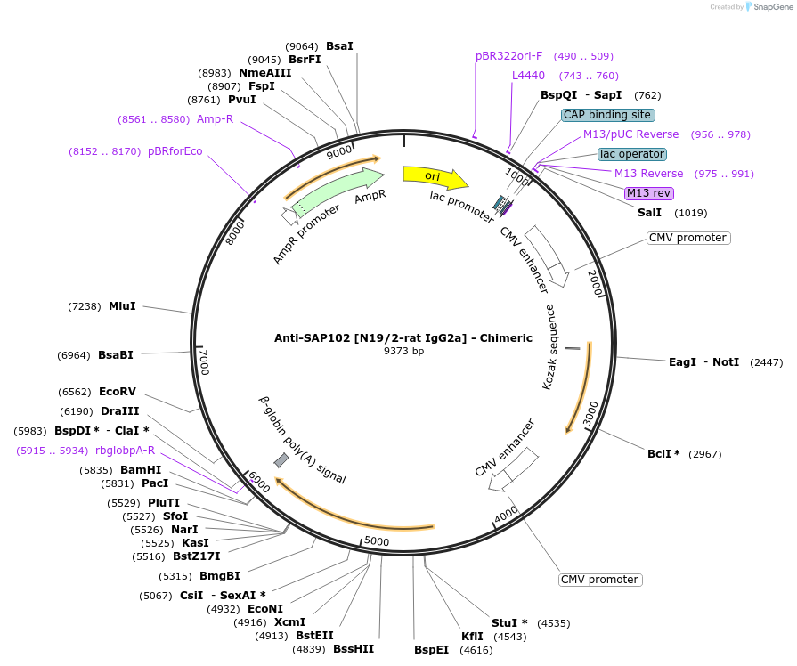 227076-plasmid-map-sequence-id-450725