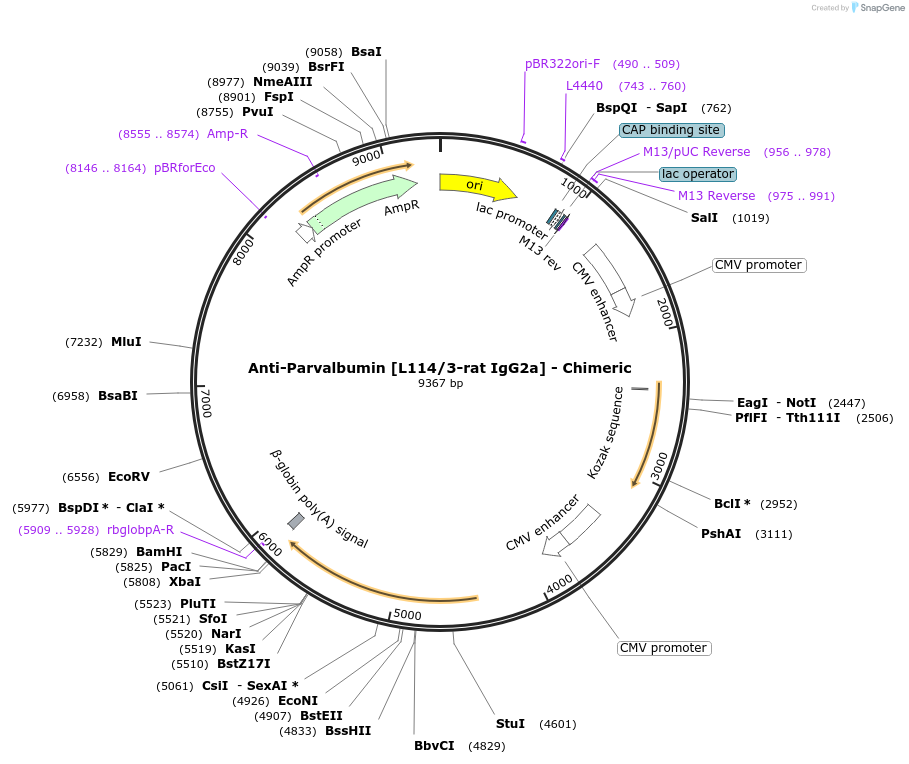 227073-plasmid-map-sequence-id-450727
