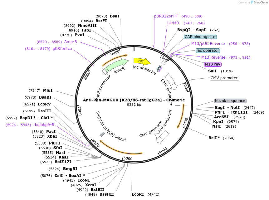 227070-plasmid-map-sequence-id-450729