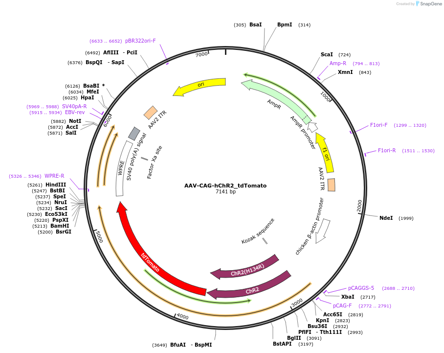 28015-plasmid-map-sequence-id-450732