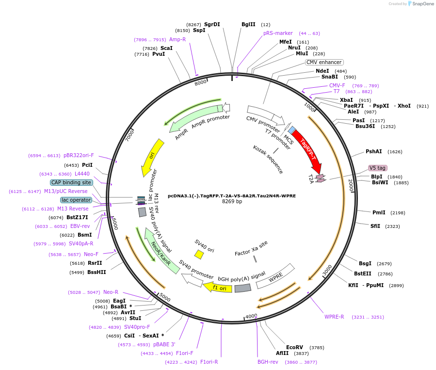226384-plasmid-map-sequence-id-450741