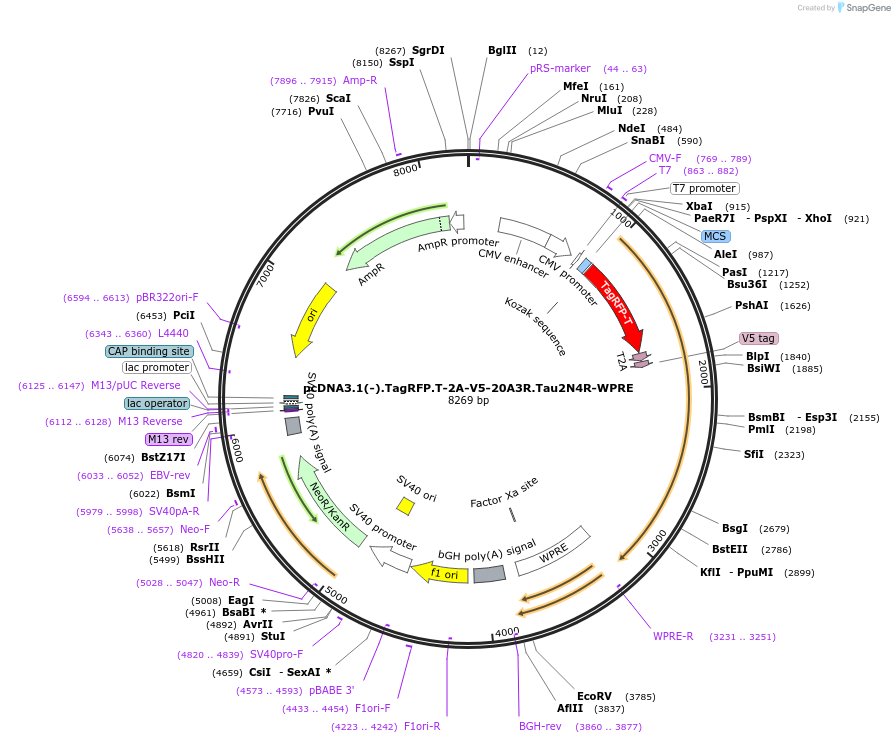 226385-plasmid-map-sequence-id-450742
