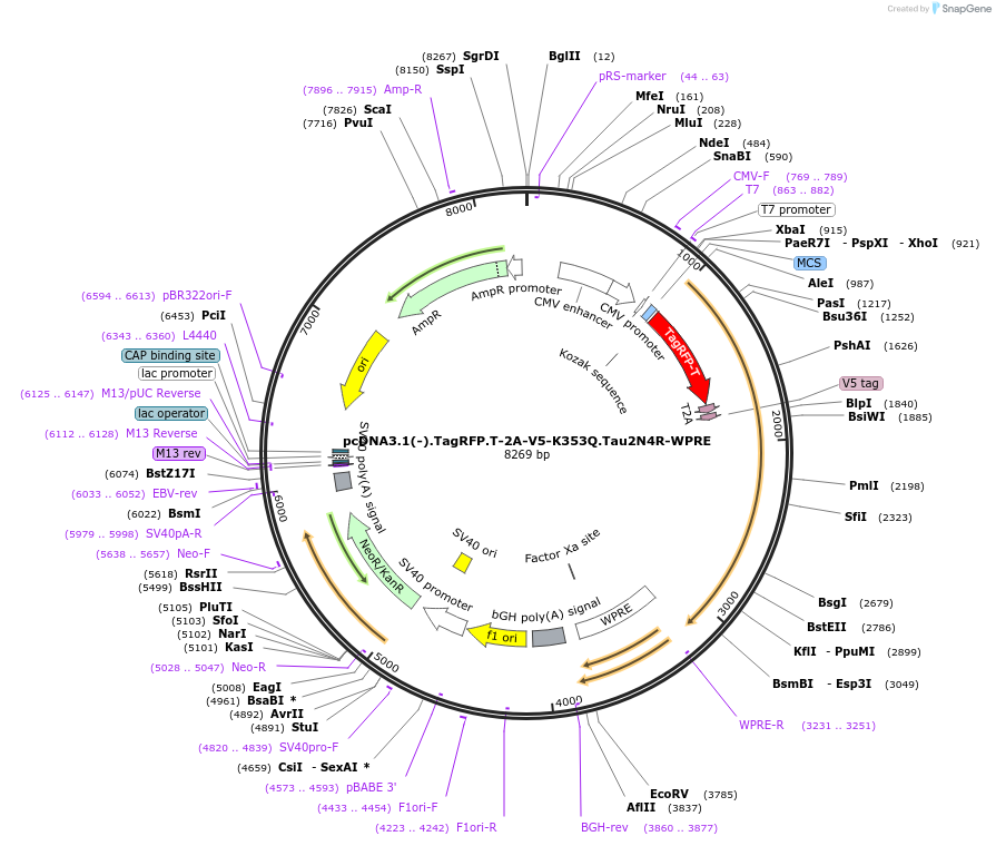 226387-plasmid-map-sequence-id-450751
