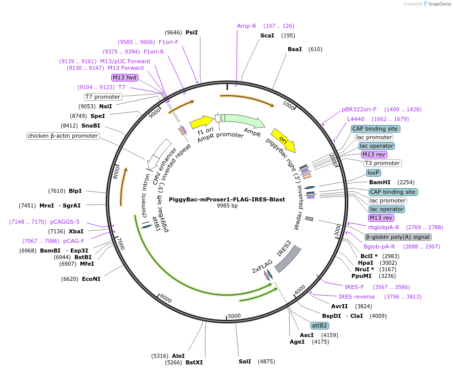 226173-plasmid-map-sequence-id-450765