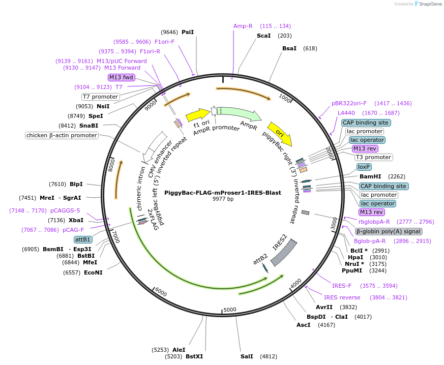226172-plasmid-map-sequence-id-450768