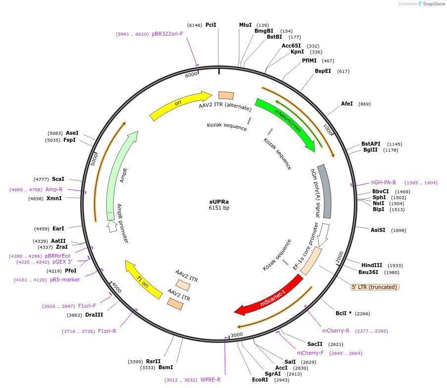 223242-plasmid-map-sequence-id-450772