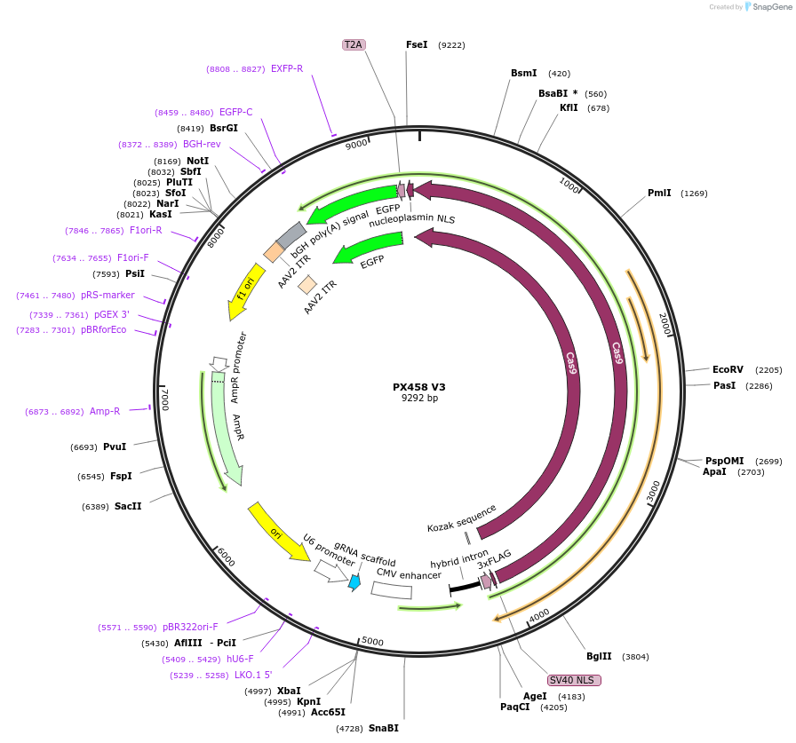 226957-plasmid-map-sequence-id-450777