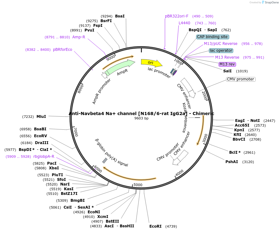 227062-plasmid-map-sequence-id-450783