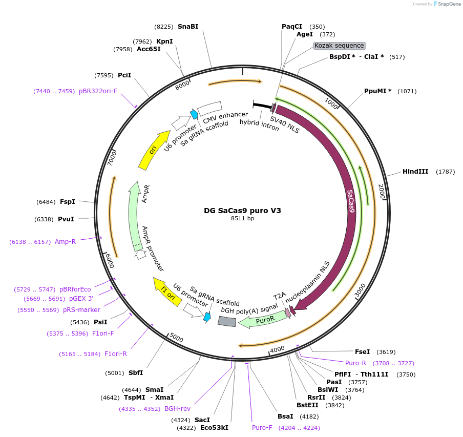 226960-plasmid-map-sequence-id-450810