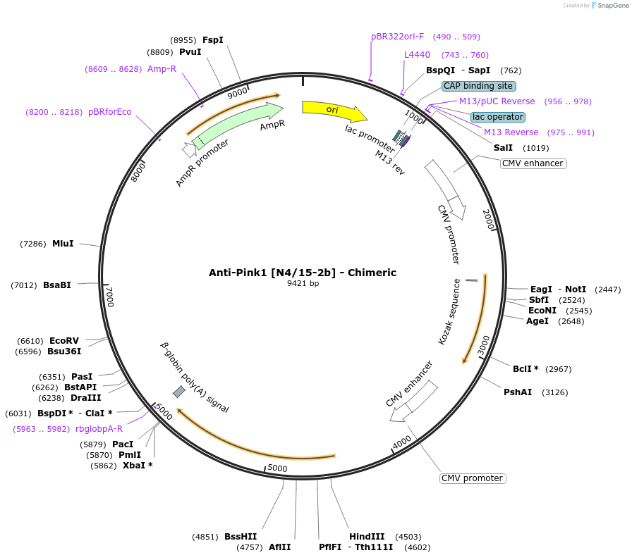 227032-plasmid-map-sequence-id-450812