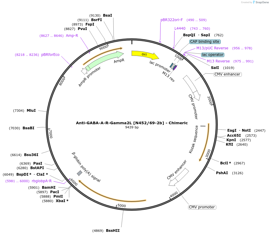 227036-plasmid-map-sequence-id-450813