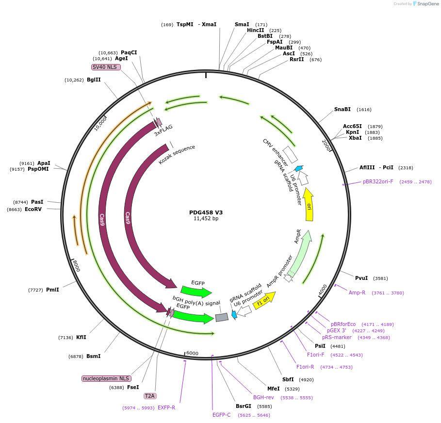 226959-plasmid-map-sequence-id-450819