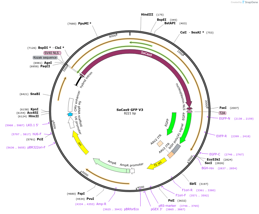 226962-plasmid-map-sequence-id-450821
