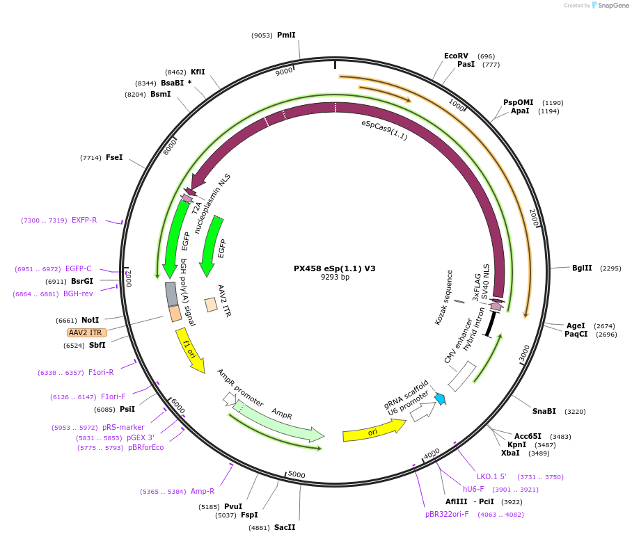 226963-plasmid-map-sequence-id-450822