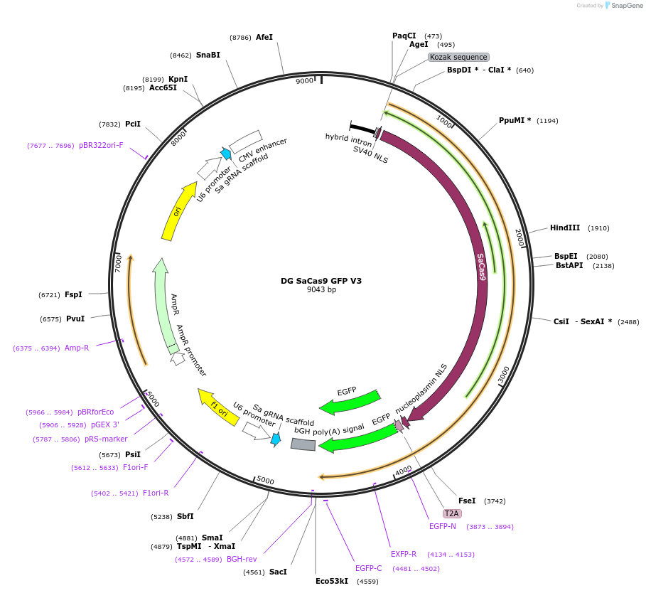 226961-plasmid-map-sequence-id-450824