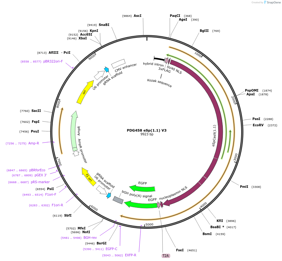 226964-plasmid-map-sequence-id-450825