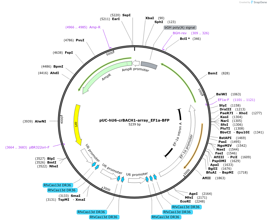 224787-plasmid-map-sequence-id-450827