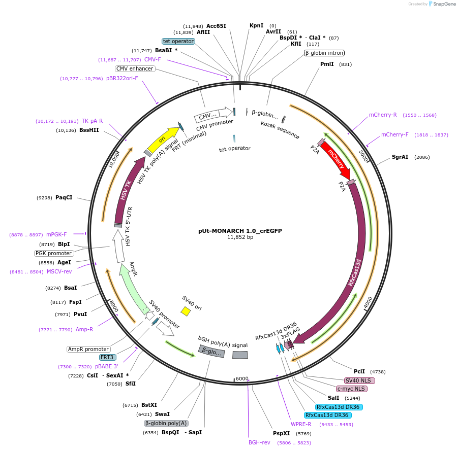 224790-plasmid-map-sequence-id-450828
