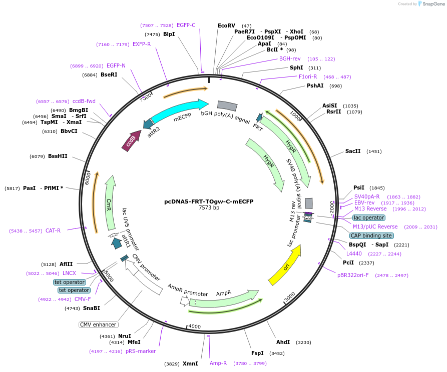 223950-plasmid-map-sequence-id-450833