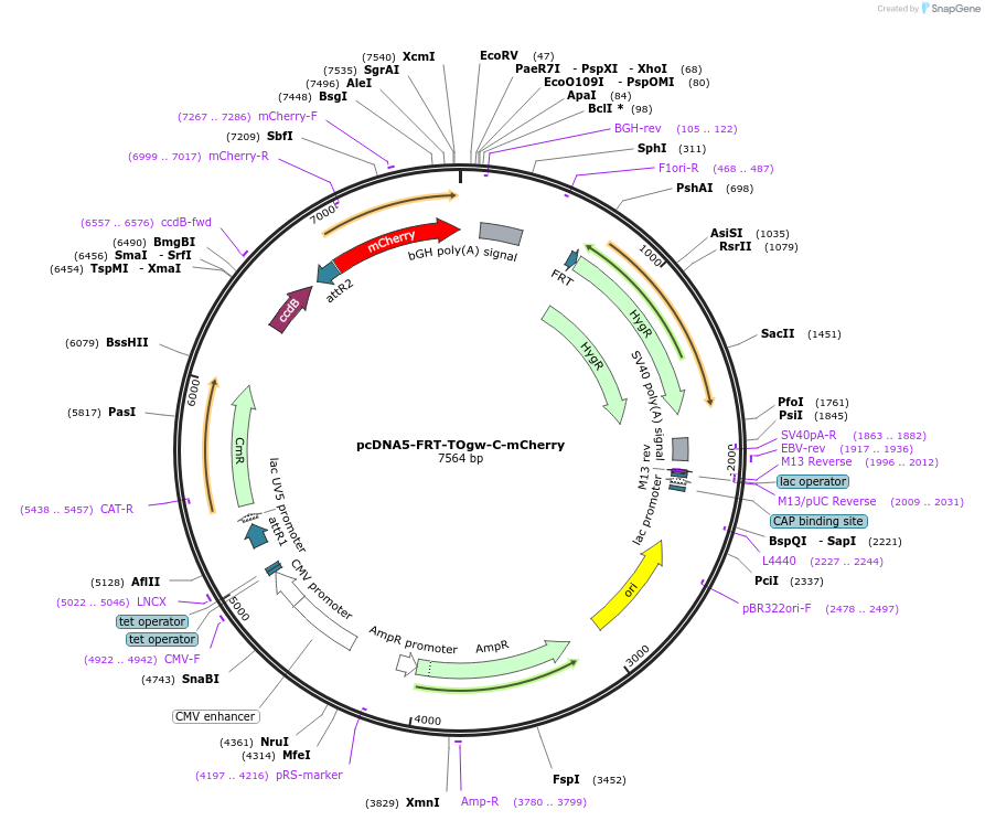 223952-plasmid-map-sequence-id-450834