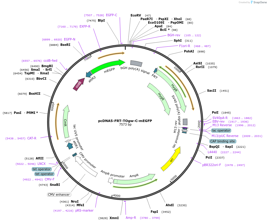 223953-plasmid-map-sequence-id-450835