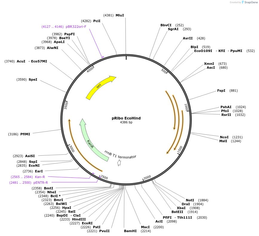36252-plasmid-map-sequence-id-45091
