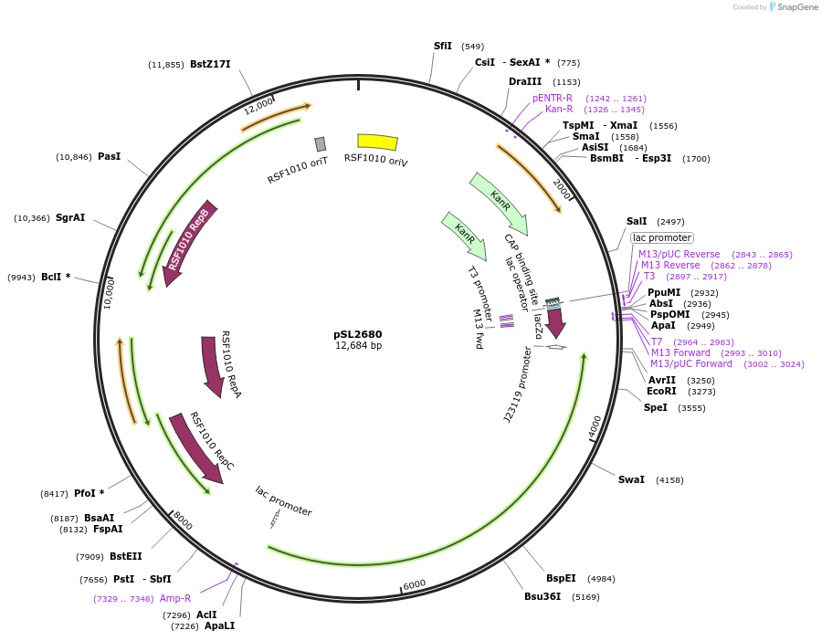 85581-plasmid-map-sequence-id-450925