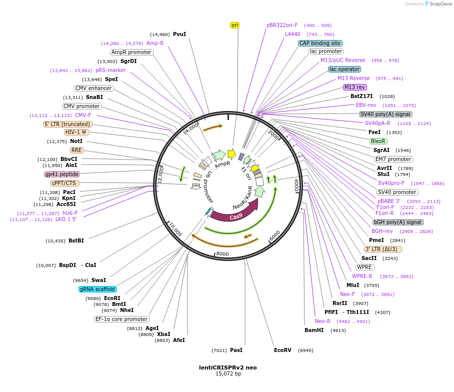 98292-plasmid-map-sequence-id-450926