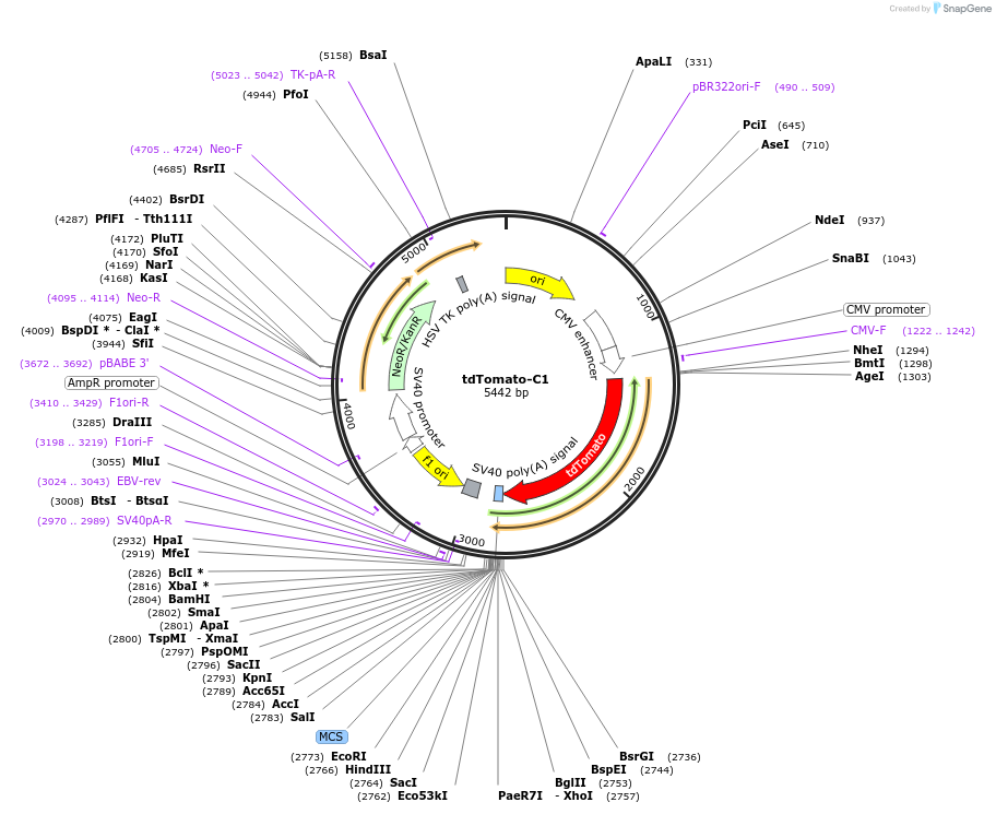 54653-plasmid-map-sequence-id-450928