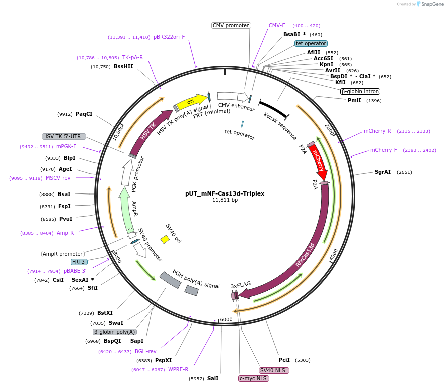 227709-plasmid-map-sequence-id-450930
