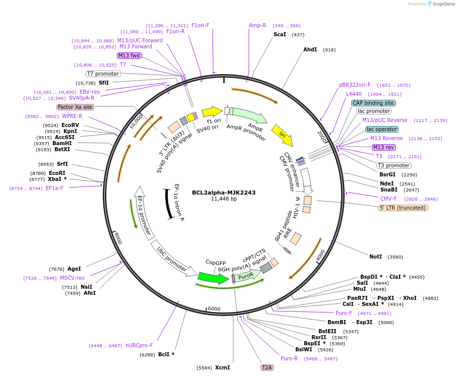 227690-plasmid-map-sequence-id-450931