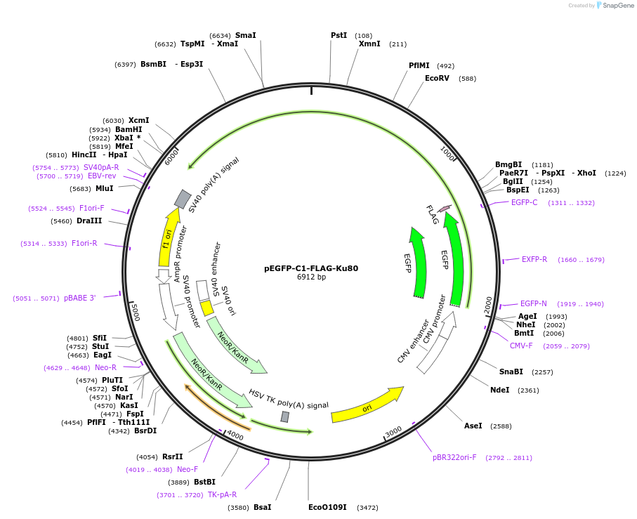 46958-plasmid-map-sequence-id-450953