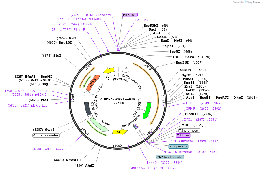 212197-plasmid-map-sequence-id-450955