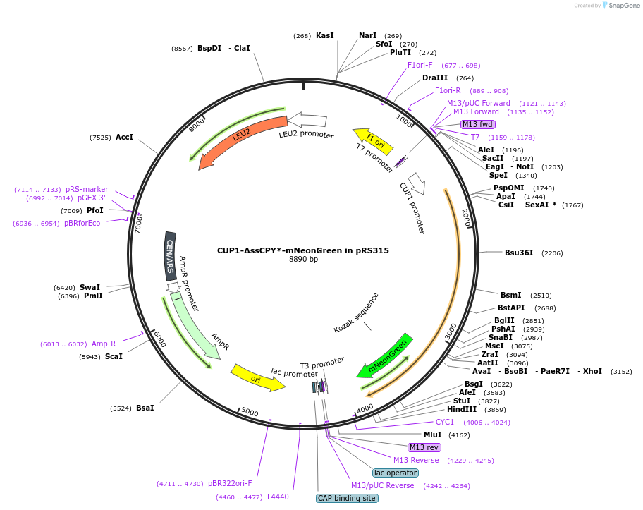 221160-plasmid-map-sequence-id-450956