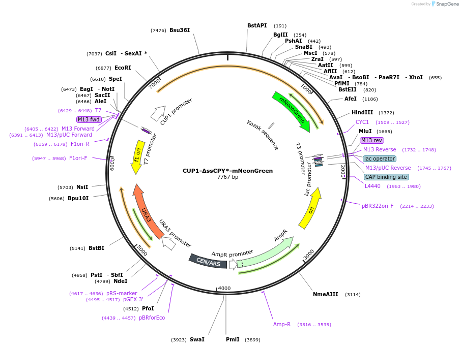 221156-plasmid-map-sequence-id-450957