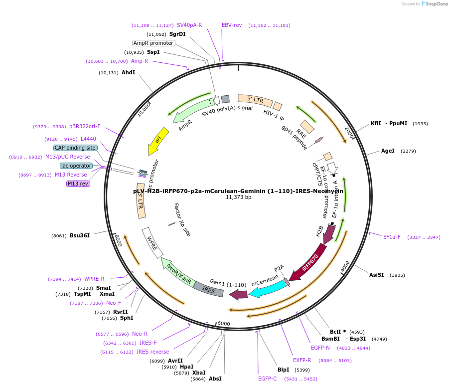 223959-plasmid-map-sequence-id-450958