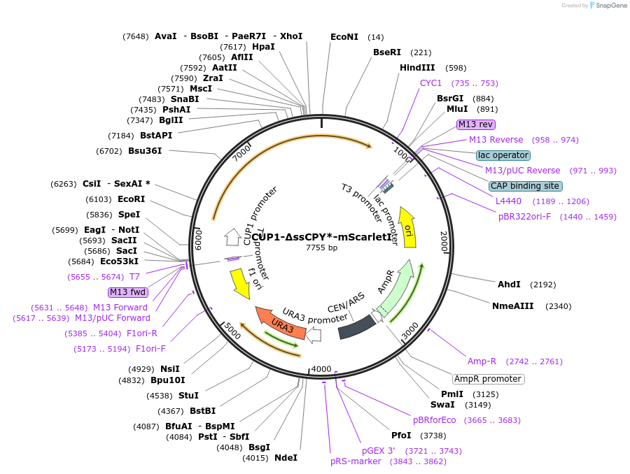 221157-plasmid-map-sequence-id-450959