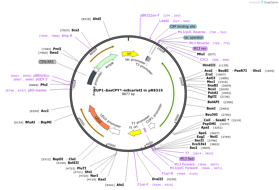 221159-plasmid-map-sequence-id-450960